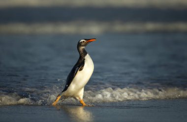Falkland Adaları 'ndan bir Gentoo pengueninin (Pygoscelis papua) kıyıya yaklaşması.