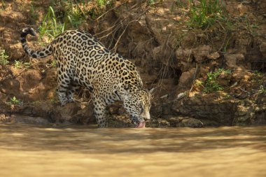 Kuzey Pantanal, Brezilya 'da nehir kıyısında içme suyu içen bir Jaguar' a yakın durun..