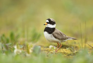 İskoçya 'nın Shetland Adaları' ndaki bir nehir vadisinde bir çimde bulunan Halkalı bir karabasanın (Charadrius hiaticula) yakınında..