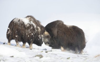 Norveç 'te kışın savaşan iki büyük güçlü misk öküzü..