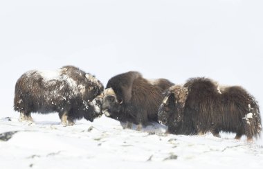 Musk Oxen 'in kışın savaştığı yer, Norveç, Dovrefjell Ulusal Parkı.