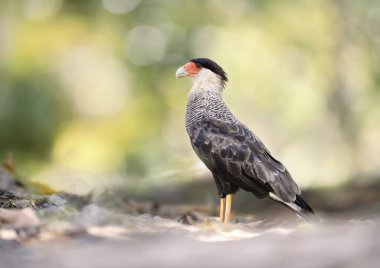 Güney ibikli Caracara 'nın önü temiz, Pantanal, Brezilya.