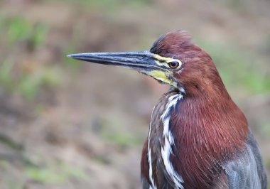 Bir Tiger Heron (Tigrisoma lineatum), Pantanal, Brezilya.