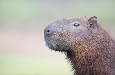 Güney Pantanal, Brezilya 'da Capybara' nın önü temiz..