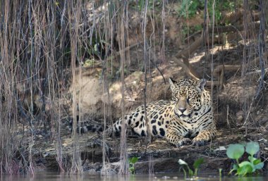 Nehir kıyısında uzanan bir Jaguar 'a yakın ağaç dallarının altında, Pantanal, Brezilya.