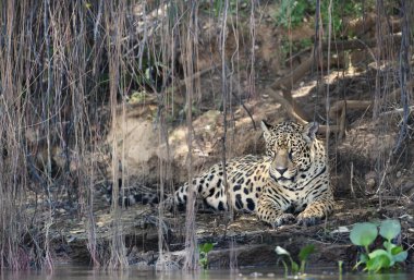 Close up of a Jaguar lying on a river bank under tree branches, Pantanal, Brazil. clipart