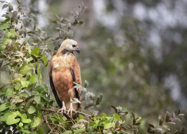 Pantanal, Brezilya 'da bir ağaç dalına tünemiş siyah yakalı bir şahinin yakınına.