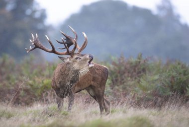 İngiltere 'de sonbaharda çiftleşme mevsiminde kızıl geyik geyiğinin yakın çekimi..