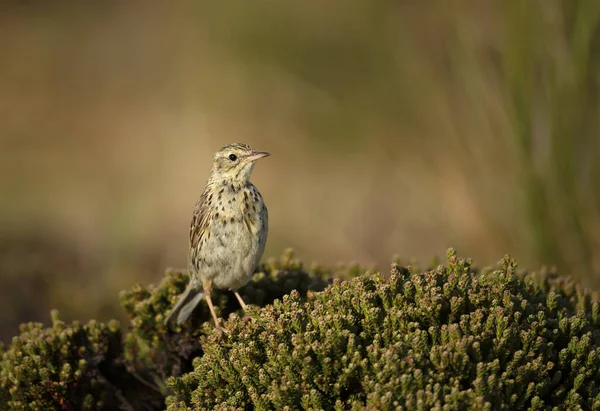 Correndera Pipit Anthus Correndera Сел Мель Фолклендских Островах — стоковое фото