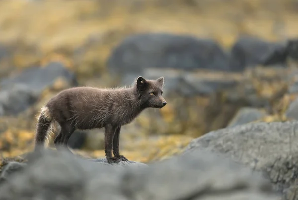 Detailní Záběr Modré Morfy Ledová Liška Vulpes Lagopus Přírodním Stanovišti — Stock fotografie