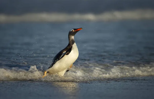 Close Pinguim Gentoo Pygoscelis Papua Vindo Água Ilhas Malvinas — Fotografia de Stock