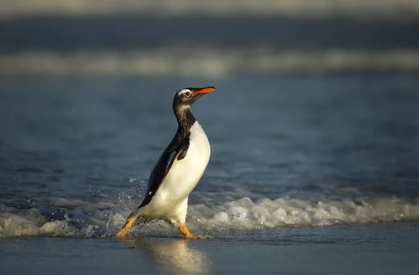 Dekat Dengan Penguin Gentoo Pygoscelis Papua Datang Dari Pantai Kepulauan — Stok Foto