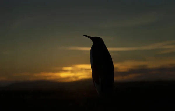 在福克兰群岛日落的海滩上 一只国王企鹅的剪影 — 图库照片