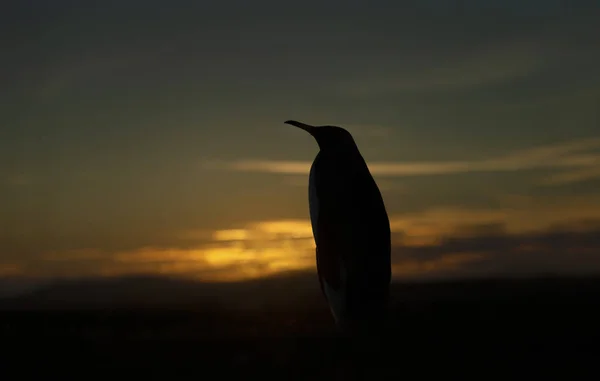 Silueta Pingüino Rey Una Playa Atardecer Islas Malvinas — Foto de Stock