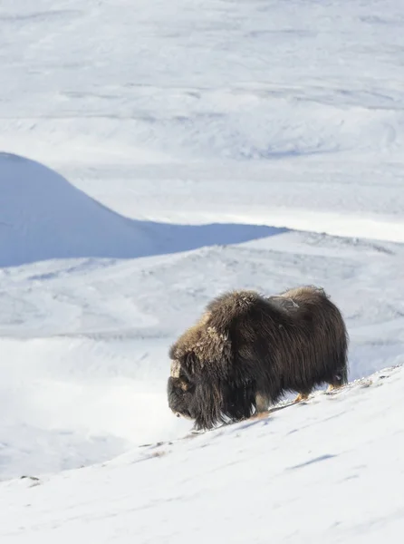 雪の中に立つ男のムスクの牛のクローズアップ ドヴレフェル山 ノルウェー — ストック写真
