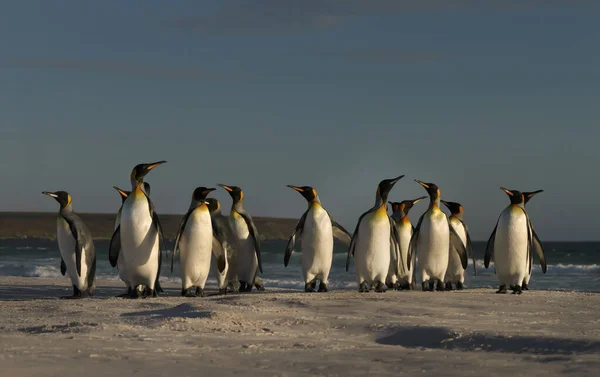 Grupo Pingüinos Rey Aptenodytes Patagonicus Que Desembarcan Desde Océano Islas —  Fotos de Stock