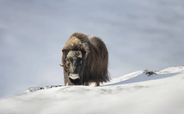 Detail Muže Musk Bovise Stojícího Sněhu Dovrefjell Mountains Norsko — Stock fotografie