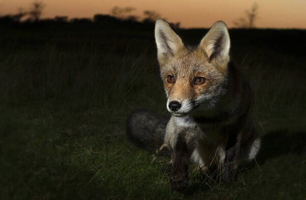 Portrait of a young Red fox at sunset.