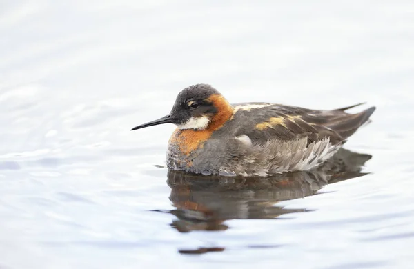 Suda Kırmızı Boyunlu Phalarope Phalaropus Lobatus Yakın Çekim Zlanda — Stok fotoğraf