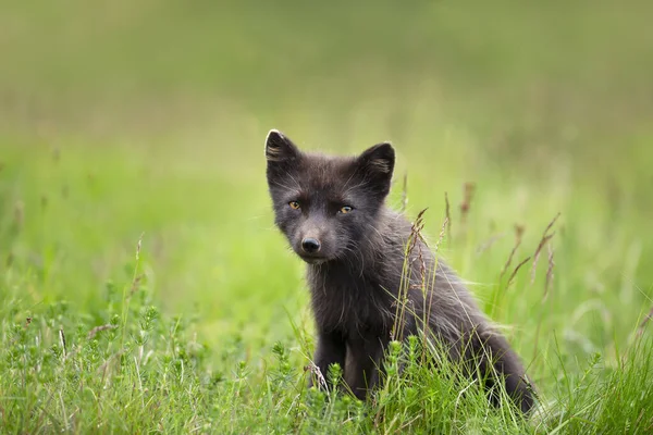 Primer Plano Del Zorro Ártico Morfo Azul Vulpes Lagopus Prado — Foto de Stock