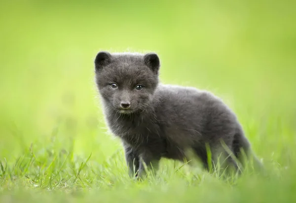 Primer Plano Lindo Cachorro Zorro Ártico Prado Islandia — Foto de Stock