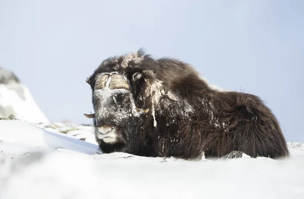 Großaufnahme Eines Männlichen Moschusochsen Auf Schnee Liegend Winter Norwegen — Stockfoto