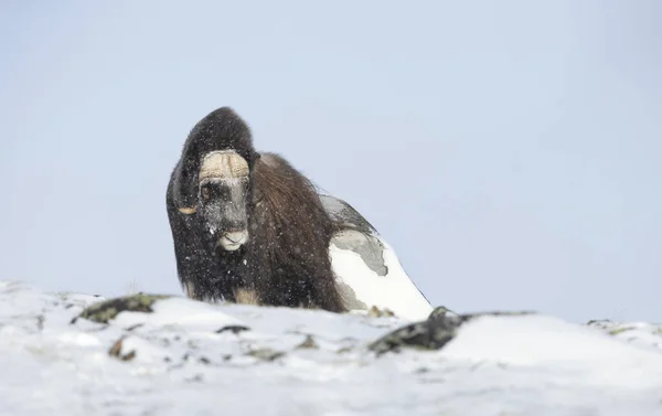 Zblízka Samec Pižmového Lišáka Stojící Zimě Sněhu Norsko — Stock fotografie