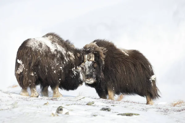 Primer Plano Dos Grandes Poderosos Bueyes Almizcleros Luchando Invierno Noruega —  Fotos de Stock