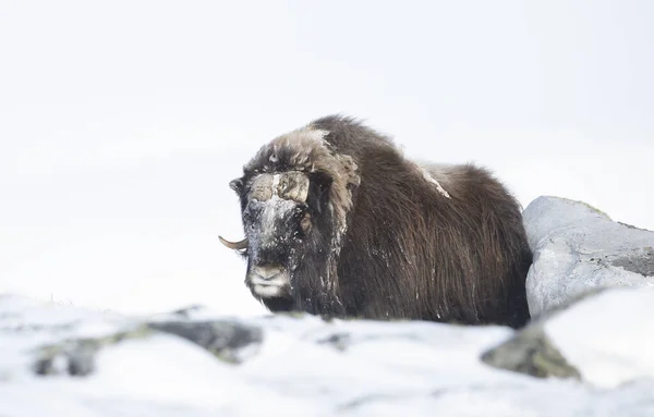 Gros Plan Mâle Buffle Musqué Debout Dans Neige Montagnes Dovrefjell — Photo