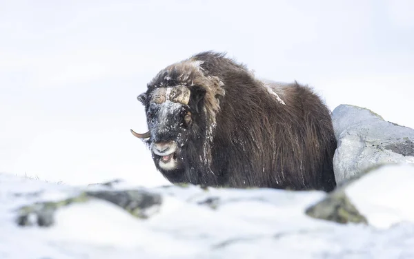 Згорніть Вола Мускула Стоїть Снігу Горах Довреєлл Норвегія — стокове фото