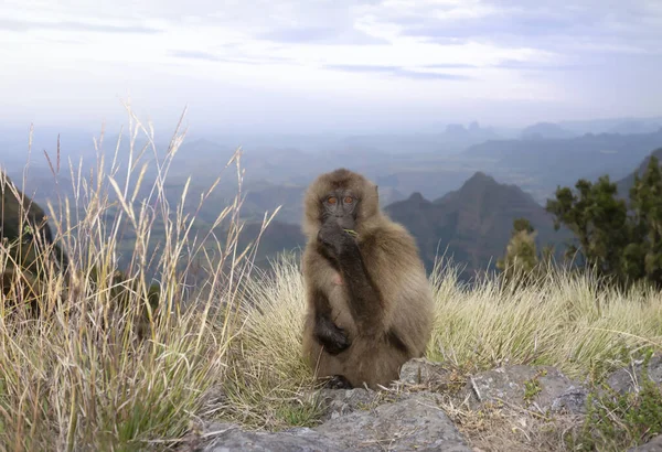 Nahaufnahme Eines Gelada Affen Der Abendlicht Weidet Simien Berge Äthiopien — Stockfoto
