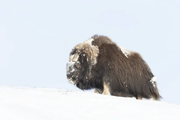 Musk Inverno Montanhas Dovrefjell Noruega — Fotografia de Stock