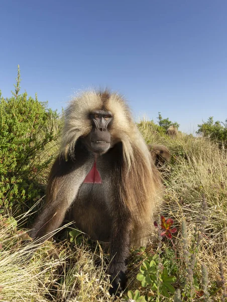 Close Macaco Gelada Macho Theropithecus Gelada Comendo Grama Nas Montanhas — Fotografia de Stock