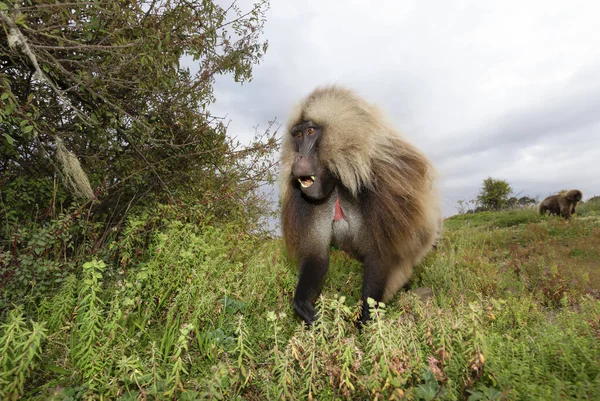 Close Macaco Gelada Macho Theropithecus Gelada Comendo Grama Nas Montanhas — Fotografia de Stock