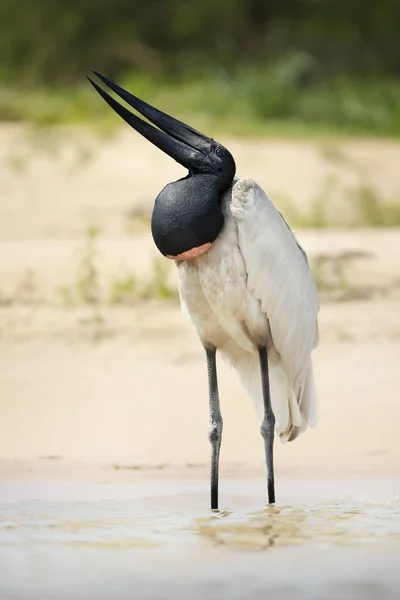 Suda Duran Jabiru Nun Yakınına Pantanal Brezilya — Stok fotoğraf