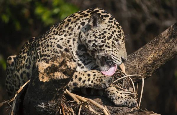 Detailní Záběr Jaguára Lízajícího Nohu Pantanal Brazílie — Stock fotografie