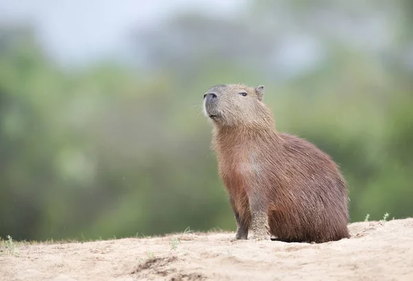 Nærbillede Capybara Mod Klar Baggrund Flodbred Sydpantanal Brasilien - Stock-foto