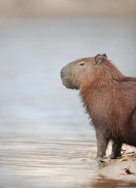 在巴西南潘塔纳尔河畔背景清晰的Capybara的近景 — 图库照片