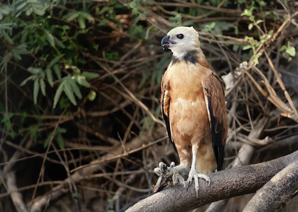 Close up of a Black-collared hawk perched on a tree branch, Pantanal, Brazil.