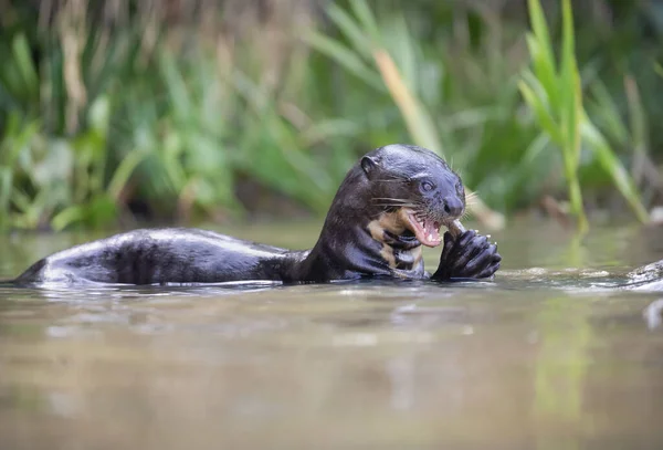 Close Giant Otter Eating Fish Pantanal Brasil — Fotografia de Stock