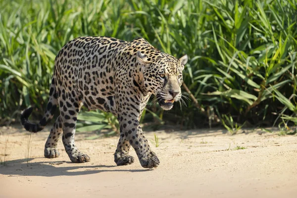 Nehir Kıyısında Pantanal Brezilya Kumların Üzerinde Yürüyen Bir Jaguar Yaklaş — Stok fotoğraf