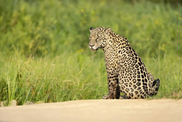 Nehir Kıyısında Pantanal Brezilya Oturan Bir Jaguar Yaklaş — Stok fotoğraf