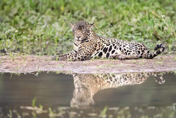 Detailní Záběr Jaguára Ležícího Břehu Řeky Pantanal Brazílie — Stock fotografie