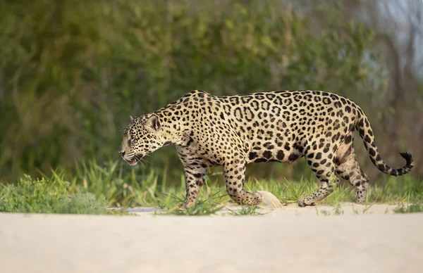 Närbild Jaguar Promenader Sand Längs Floden Stranden Pantanal Brasilien — Stockfoto
