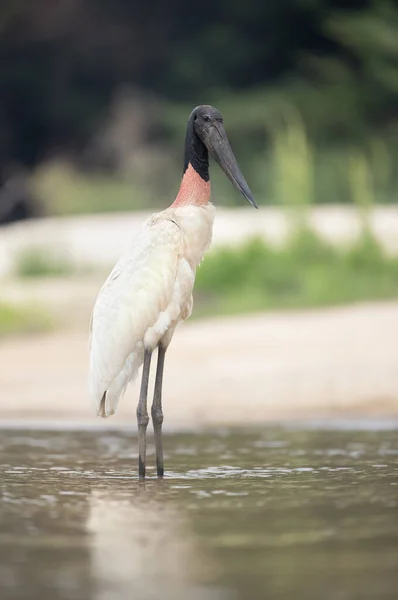 Primer Plano Jabiru Parado Agua Pantanal Brasil — Foto de Stock