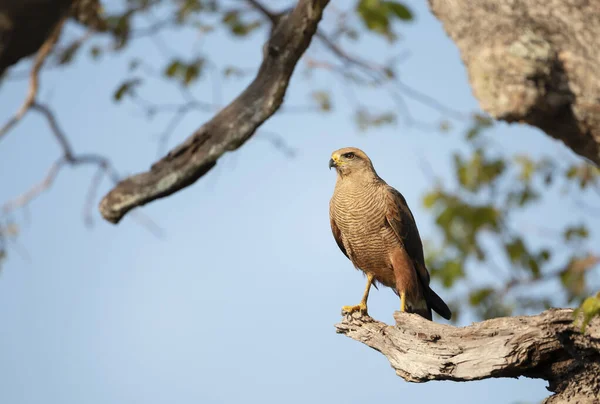 Savanna Halcón Encaramado Árbol Pantanal Brasil — Foto de Stock