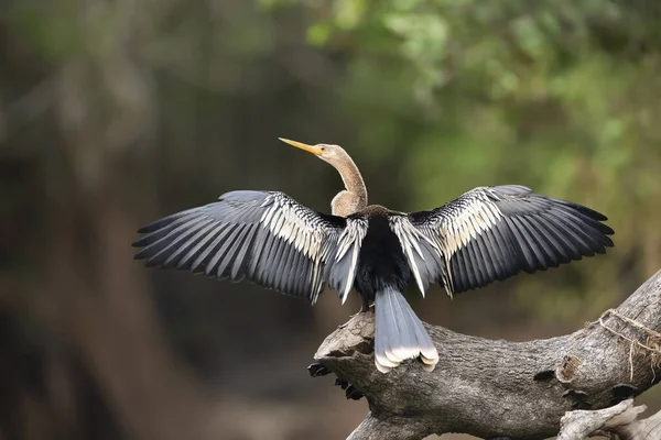 날개와 꼬리가 나무에 가까이에 펼쳐진 브라질 판타날 — 스톡 사진