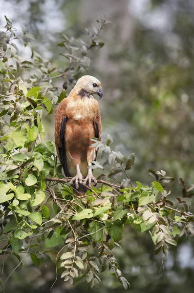 Nahaufnahme Eines Schwarzhalsfalken Der Auf Einem Ast Hockt Pantanal Brasilien — Stockfoto