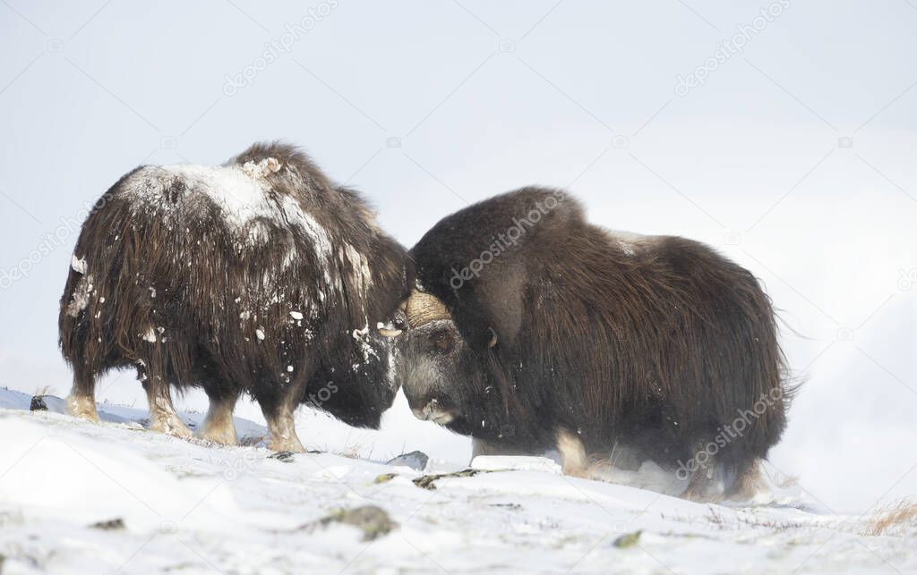 Close up of two large powerful musk oxen fighting in winter, Norway.