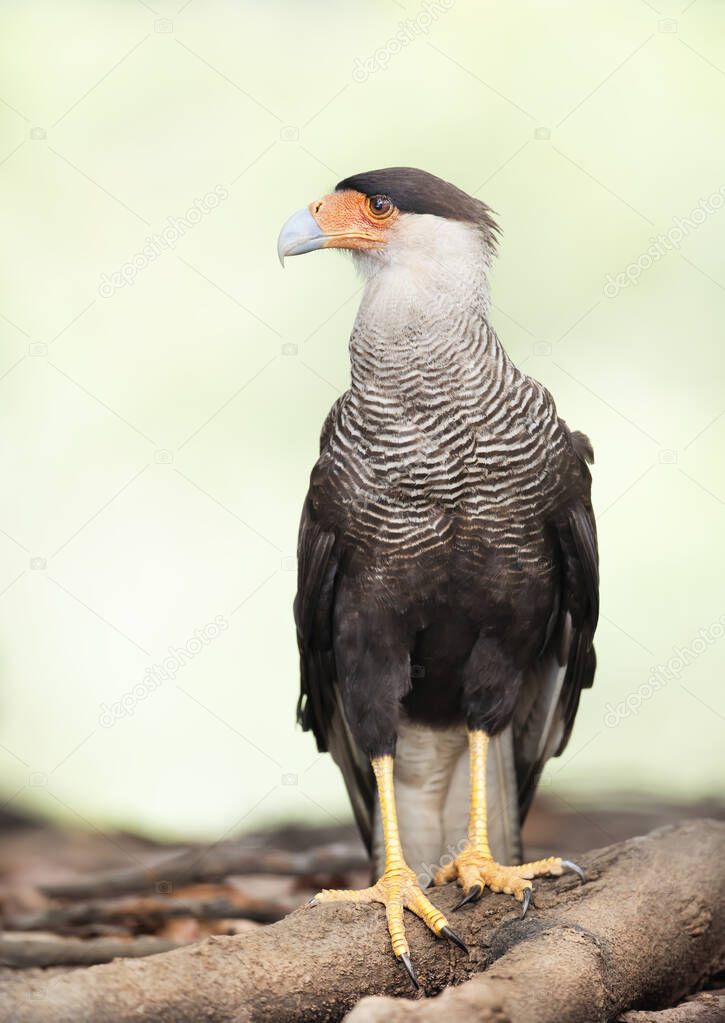 Close up of a Southern crested caracara perched on a tree branch, Pantanal, Brazil.